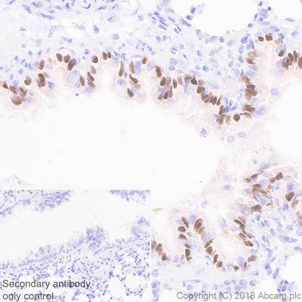 Anti-FoxJ1 antibody [EPR21874](AB235445)