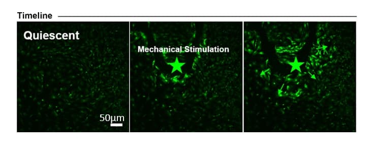 Cortical Astrocytes - Human iPSC derived cells (Male, WC-30)(AB315369)