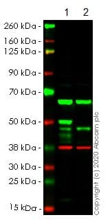 Anti-IKK gamma/NEMO antibody [EPR16629] - BSA and Azide free(AB230832)