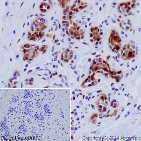 Hsp70 Antibody Epr17677 Ab182844  Immunohistochemistry Formalin Pfa Fixed Paraffin Embedded Sections Img116881