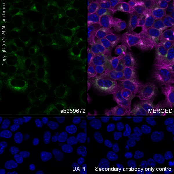 Alkaline Phosphatase Antibody Epr20428 147 Bsa And Azide Free Capture Ab252581  Immunocytochemistry Immunofluorescence Img440870