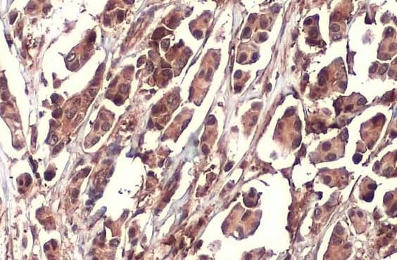 Anti-NRF2 antibody [HL1021] - BSA and Azide free(ab313825)