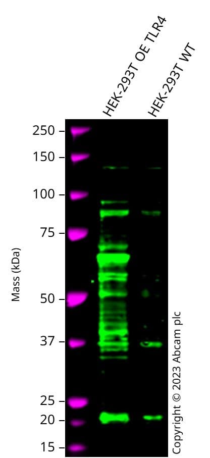 Anti-TLR4 antibody(AB13556)