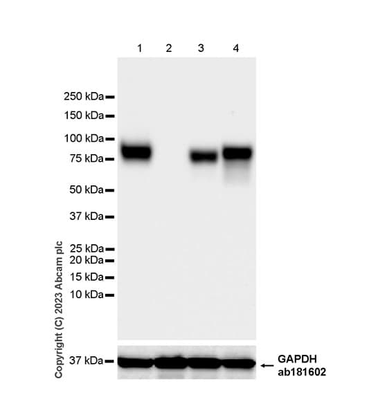 Limpii Antibody Epr26243 125 Ab314217  Western Blot Img421589