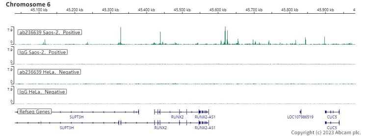 Anti-RUNX2 antibody [EPR22858-106] - ChIP Grade(AB236639)