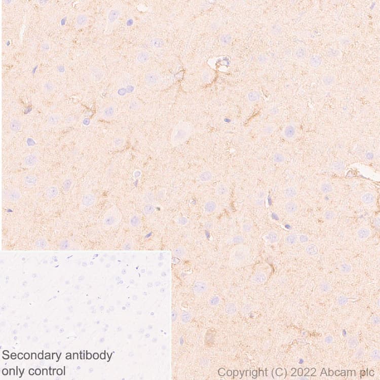 Aldh1l1 Antibody Epr25443 103 Astrocyte Marker Ab307696  Immunohistochemistry Formalin Pfa Fixed Paraffin Embedded Sections Img407613