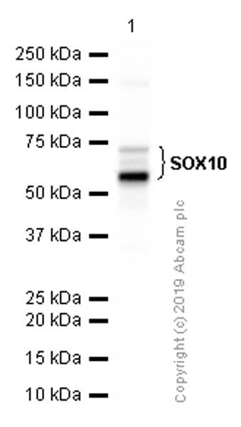 Anti-SOX10 antibody [EPR4007](AB155279)