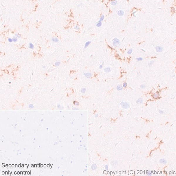 Anti-CD11b antibody [EPR1344] - BSA and Azide free(AB209970)