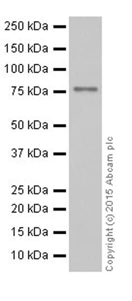 Anti-DRP1 antibody [EPR19274](AB184247)
