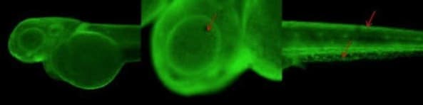 Anti-Collagen II antibody(AB209865)