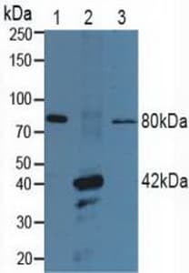 Anti-P2X7 antibody(AB233527)