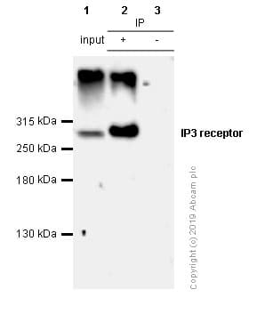 Anti-IP3 receptor antibody [EPR4537](AB108517)
