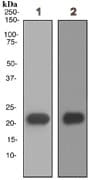 Anti-Myosin light chain 3 antibody [EPR4160] - BSA and Azide free(AB247710)