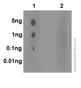 Anti-MLKL (phospho S345) antibody [EPR9515(2)](AB196436)