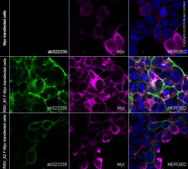 Anti-Myc tag antibody(AB9106)