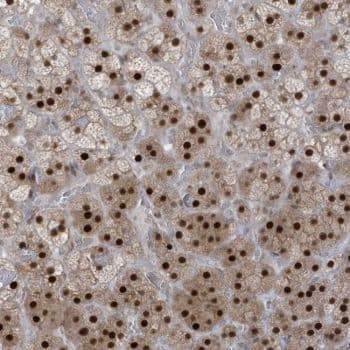 Zcwpw2 Antibody Ab126482  Immunohistochemistry Formalin Pfa Fixed Paraffin Embedded Sections Img6898