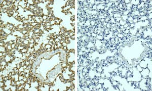 Rabbit IgG, monoclonal [EPR25A] - Isotype Control - BSA and Azide Free(AB210849)