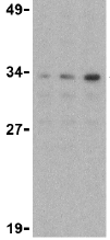 Ndel1 Antibody Ab25959  Western Blot Img71147