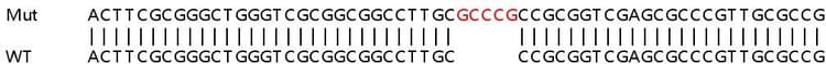 Sanger%20sequencing%20 %20human%20herc5%20knockout%20a549%20cell%20line%20(Ab267201)  Sanger Sequencing Img411360