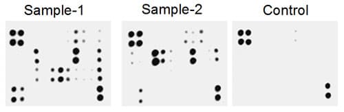 Human Cytokine Antibody Array - Membrane (54 targets)(AB169816)