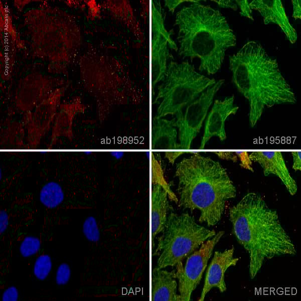 Anti-STING antibody [EPR13130] - BSA and Azide free(AB227128)