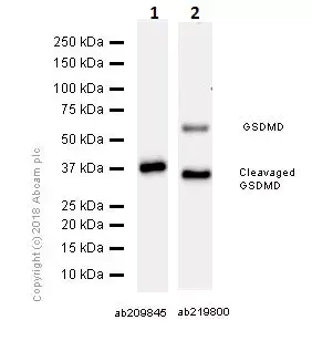 Anti-GSDMD antibody [EPR19828](AB209845)
