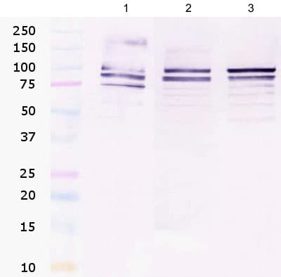 Nucleolin Antibody 364 5 Ab136649  Western Blot Img124627