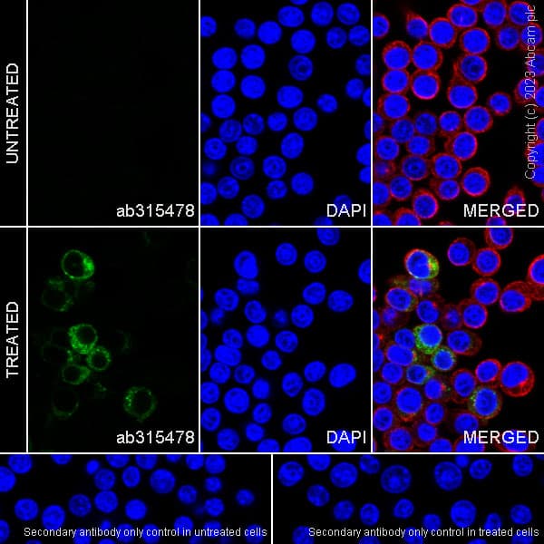 Anti-MCP1 antibody [RM1100](AB315478)