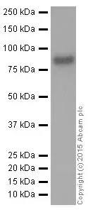 Anti-FACL4 antibody [EPR8640](AB155282)