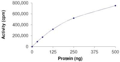 Recombinant human MELK (mutated T460M) protein(AB179957)