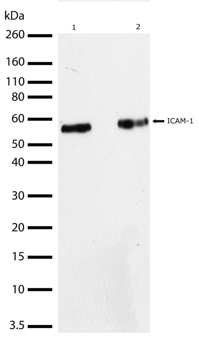 Anti-ICAM1 antibody [RP23040065](AB307993)