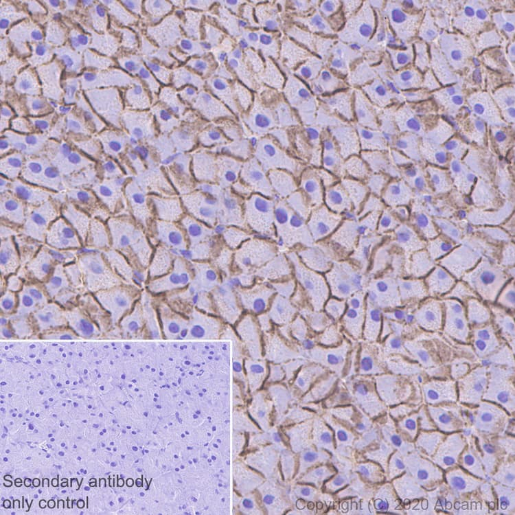 Anti-beta Catenin antibody [E247] - ChIP Grade(AB32572)