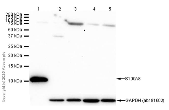 Anti-S100A8 antibody [EPR3554] - Low endotoxin, Azide free(AB219370)