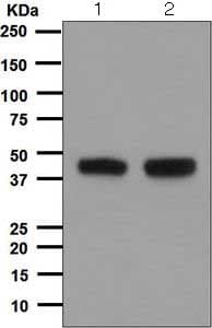 Cdc123 Antibody Epr5860 Ab124878  Western Blot Img125444