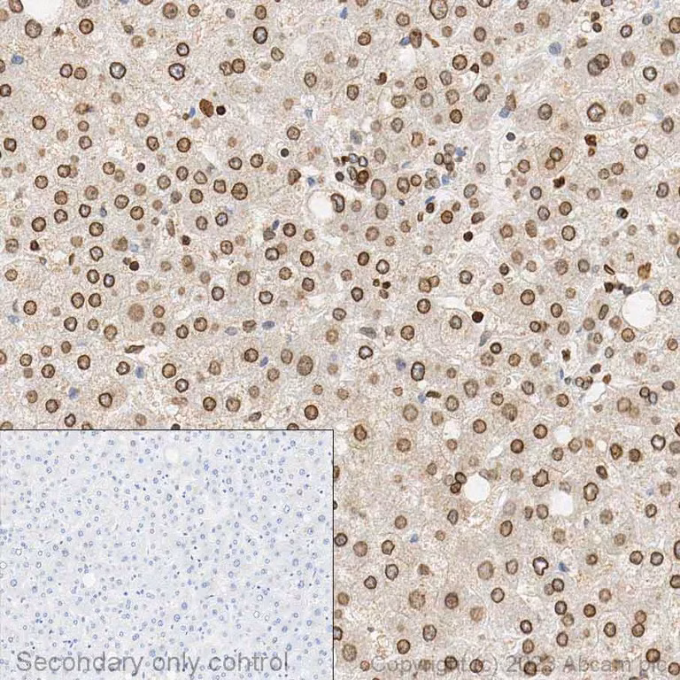 Immunocytochemistry Formalinpfa Fixed Paraffin Embedded Sections Anti Lamin B1 Antibody Nuclear Envelope Marker  Bw3y3dLiVQ