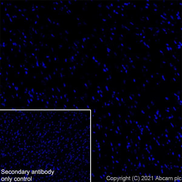 Ythdc2 Antibody Epr21820 49 Bsa And Azide Free Ab259277  Immunohistochemistry Frozen Sections Img169428