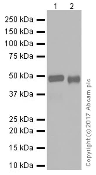 Anti-IRF8 antibody [EPR20441] - BSA and Azide free(AB251475)