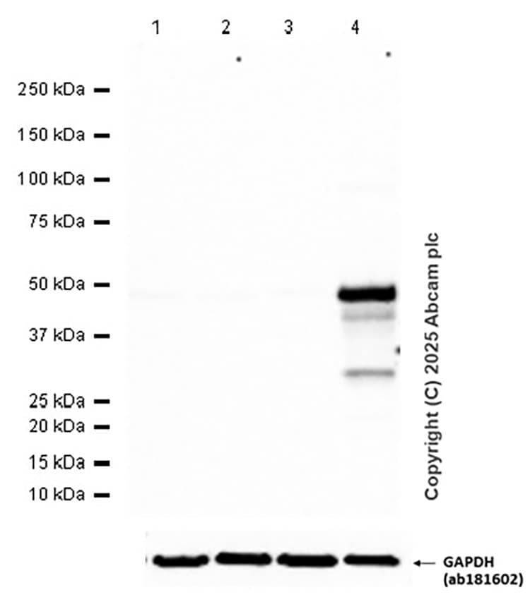 Anti-GFP antibody [EPR14104] - Chicken IgY (Chimeric)(AB300643)