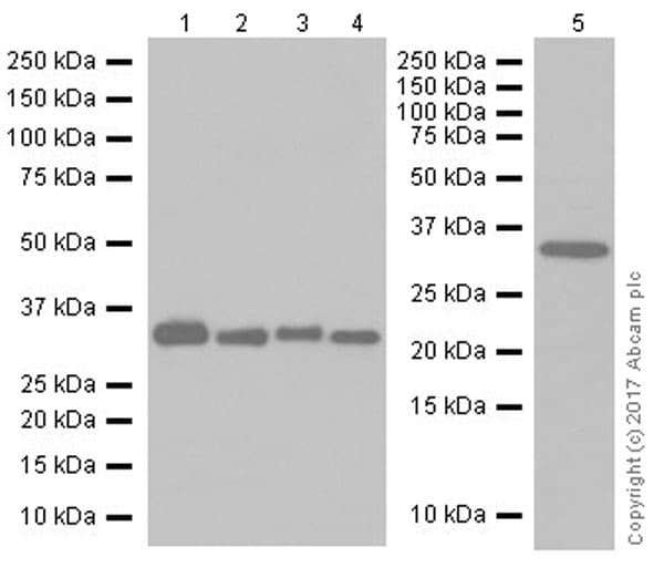 Alkbh4 Antibody Epr19216 Ab195379  Western Blot Img103281