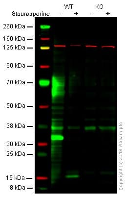 Anti-Caspase-3 antibody [E87](AB32351)