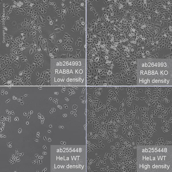 Human RAB8A knockout HeLa cell line(AB264993)