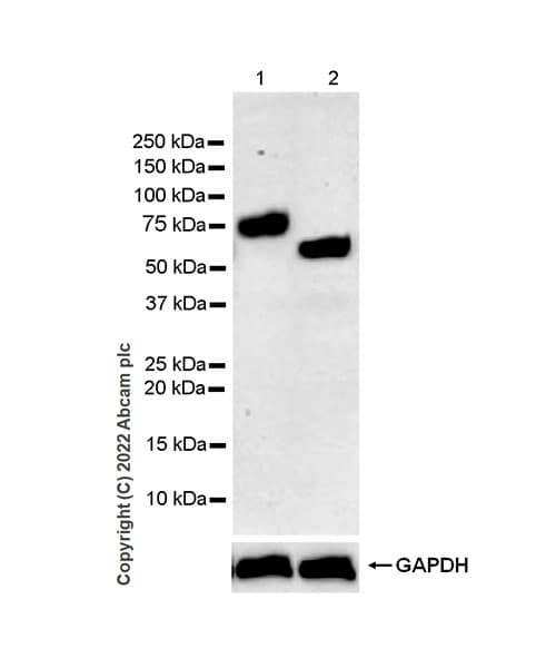 Il 6r Antibody Epr26370 132 Bsa And Azide Free Ab300582  Western Blot Img400610