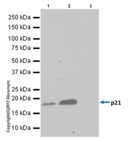 Anti-p21 antibody [EPR18021] - BSA and Azide free(AB232512)