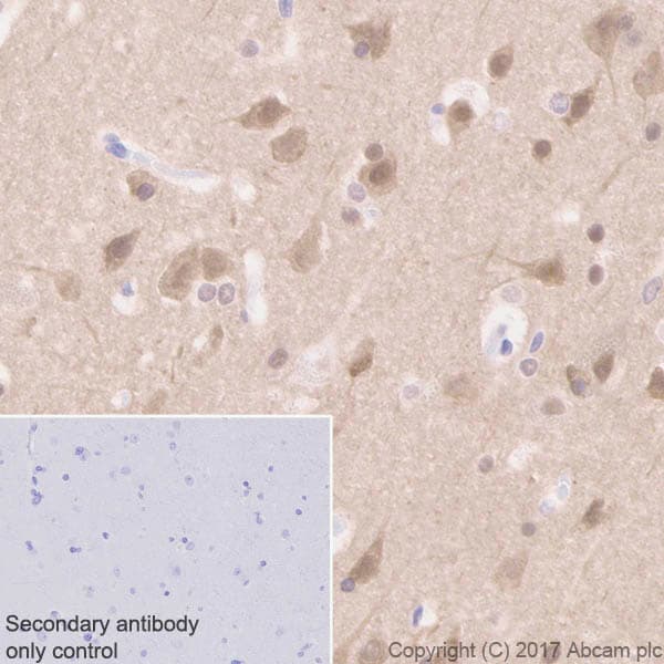 Anti-Tau (phospho T231) antibody [EPR2488] - BSA and Azide free(AB156624)