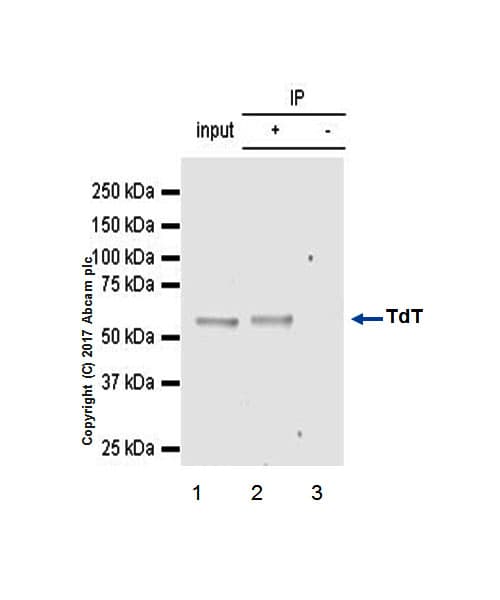Anti-TdT antibody [EPR2976Y] - BSA and Azide free(AB232378)