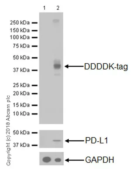 Anti-DDDDK tag (Binds to FLAG® tag sequence) antibody [EPR20018-251](AB205606)