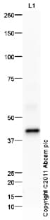 Goat Rabbit Igg H L Hrp Preadsorbed Ab97080  Western Blot Img97842