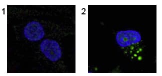 Anti-LC3B antibody(ab51520)