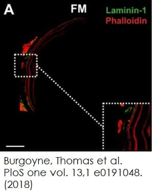 Phalloidin-iFluor 647 Reagent(AB176759)
