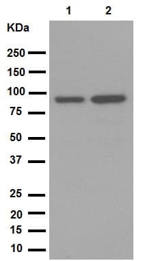 Anti-SATB2 antibody [EPNCIR130A](AB92446)